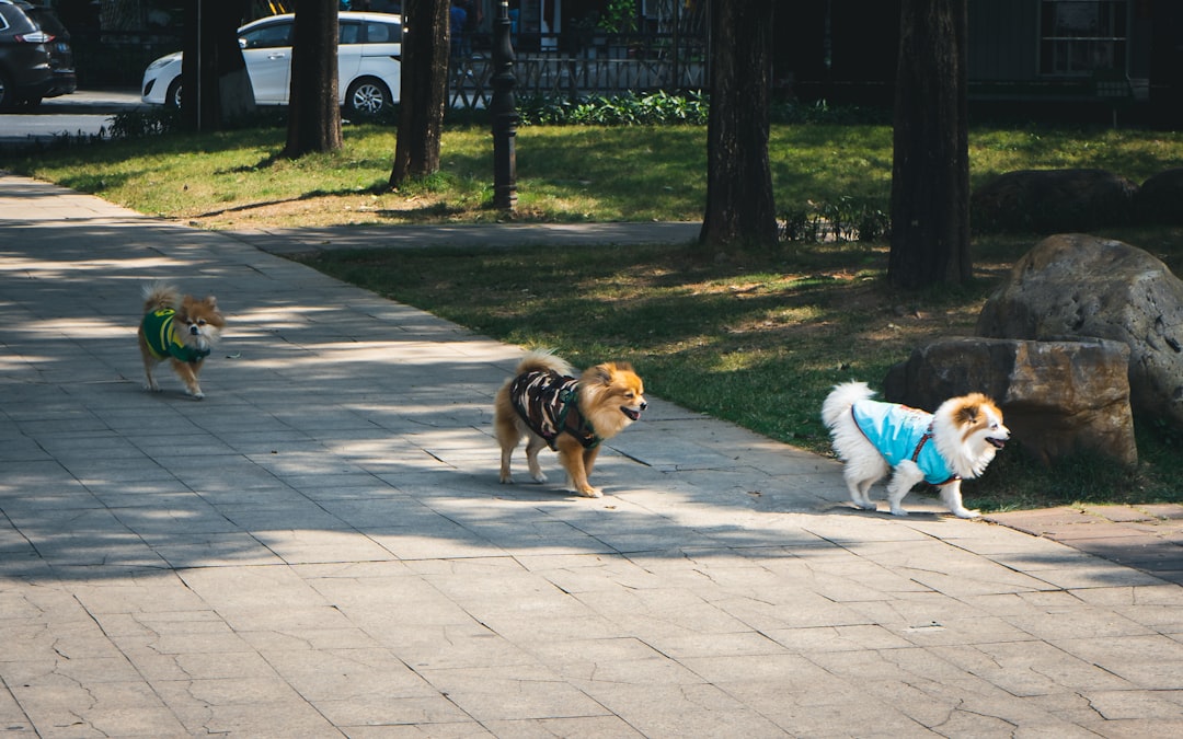 découvrez les services d'un dresseur de chiens professionnel pour améliorer le comportement de votre animal. obtenez des conseils personnalisés et des techniques efficaces pour renforcer votre complicité avec votre compagnon à quatre pattes.