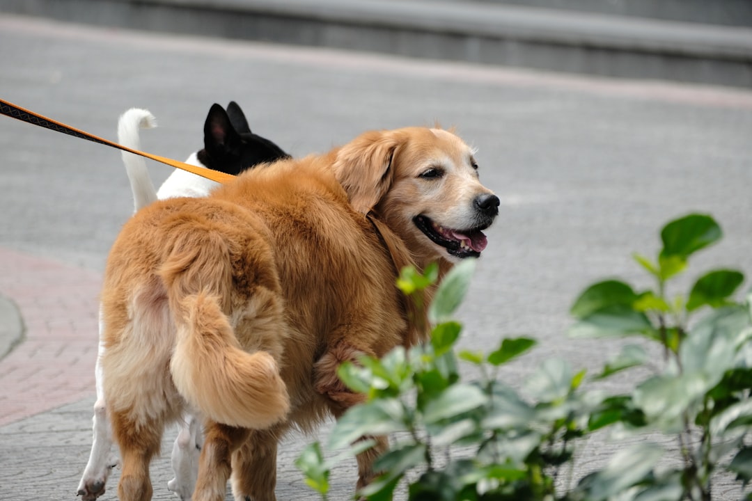 découvrez nos services de formation pour chiens, adaptés à tous les âges et comportements. apprenez à éduquer votre compagnon à quatre pattes avec des méthodes douces et efficaces, afin de renforcer votre lien et d'assurer une cohabitation harmonieuse. contactez-nous pour des consultations personnalisées et des conseils d'experts.