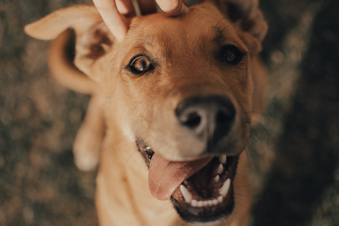 découvrez les services d'un entraîneur canin professionnel pour améliorer le comportement de votre chien. formation personnalisée, conseils pratiques et méthodes respectueuses pour une relation harmonieuse entre vous et votre animal.