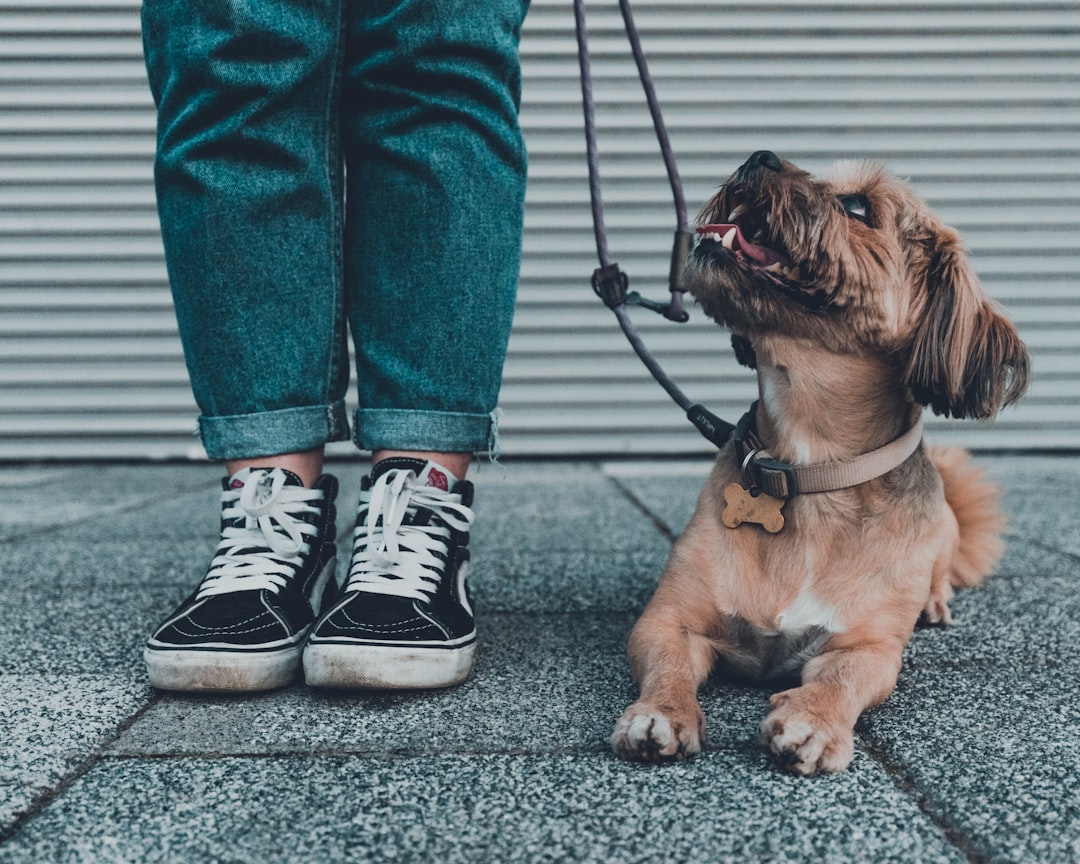 découvrez des conseils et des techniques efficaces pour éduquer votre chien avec notre entraîneur canin expert. apprenez à améliorer le comportement de votre compagnon à quatre pattes et à renforcer votre complicité.