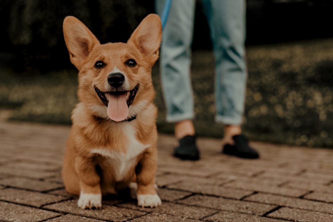 découvrez les services d'un entraîneur canin professionnel pour améliorer le comportement et l'éducation de votre chien. offrez-lui une formation adaptée à ses besoins et renforcez votre complicité.